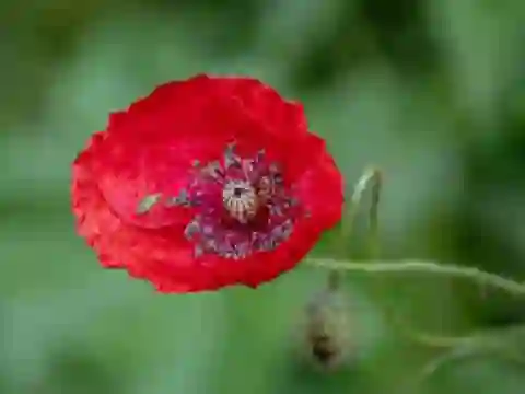 Spill Poppy Nature Flower Jigsaw online