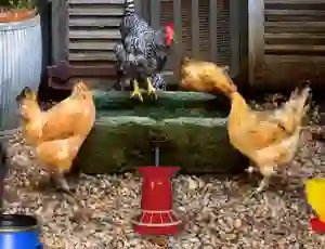 Spill Poultry Farm Easter Escape online