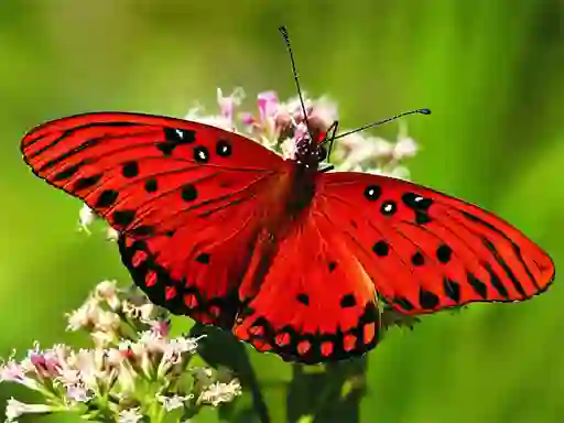 Spill Nature Jigsaw Puzzle Butterfly online