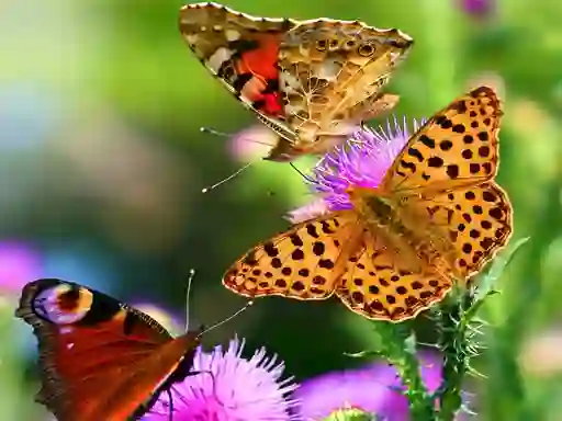 Spill Butterfly Slide online