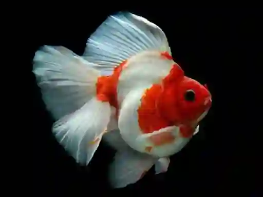 Spill Gold Fish Jigsaw Puzzle online
