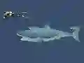 Spill Mad Shark online