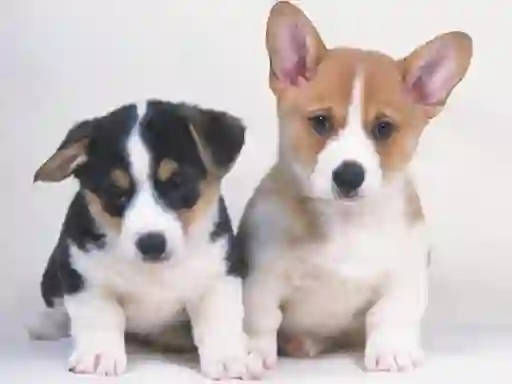 Spill Cute Puppies Puzzle online