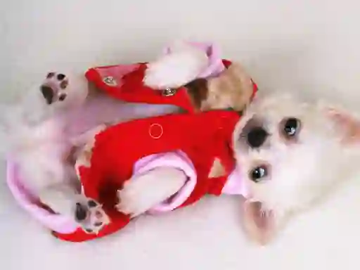 Spill Lovely Puppy Slide online
