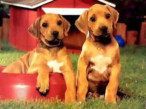 Spill Puppy Pairs Puzzle online