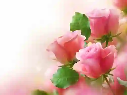 Spill Pink Roses online