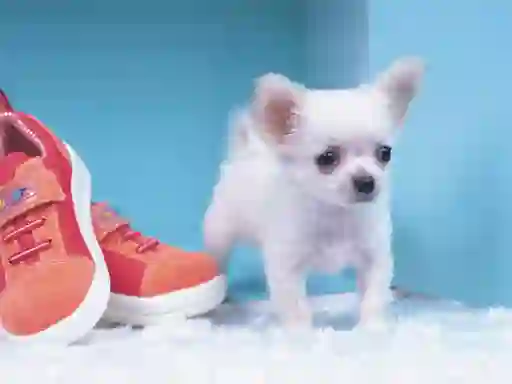 Spill Lovely Puppy Puzzle online