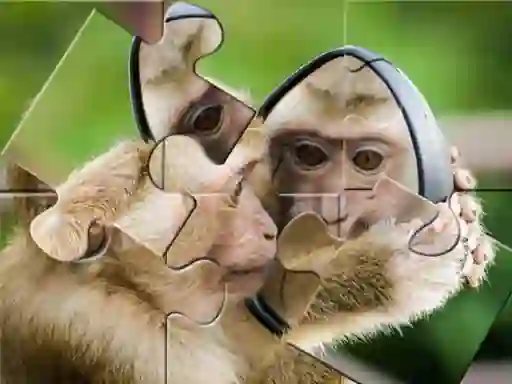 Spill Chimpanzee Jigsaw online