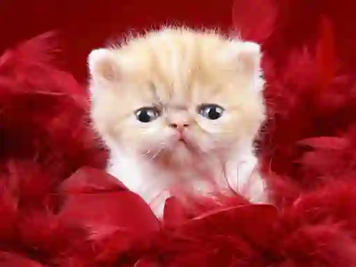 Spill Funny Kitty online