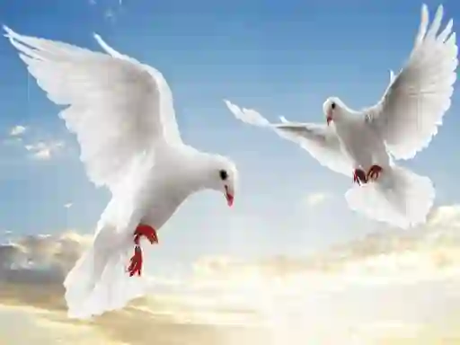 Spill Flying Birds online