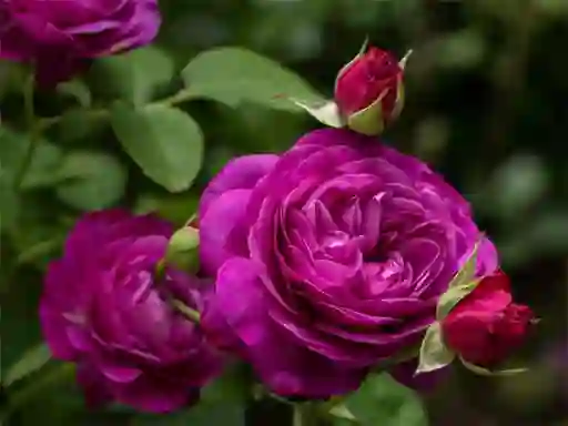 Spill Purple Roses online