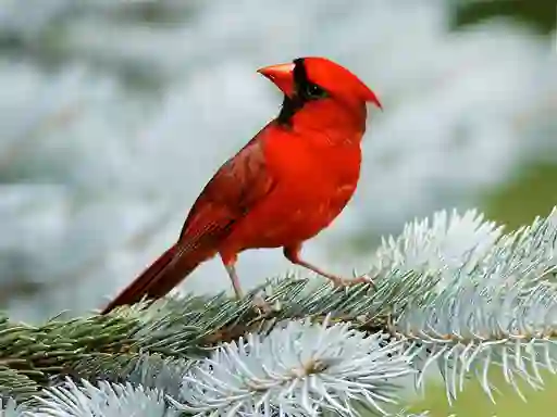 Spill Birds Puzzle online