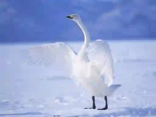 Spill Graceful Swans online
