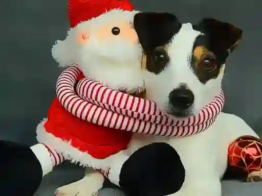 Spill Funny Christmas Dogs online