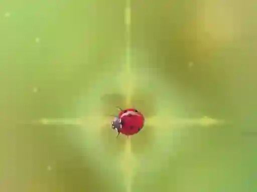 Spill Pest Control online