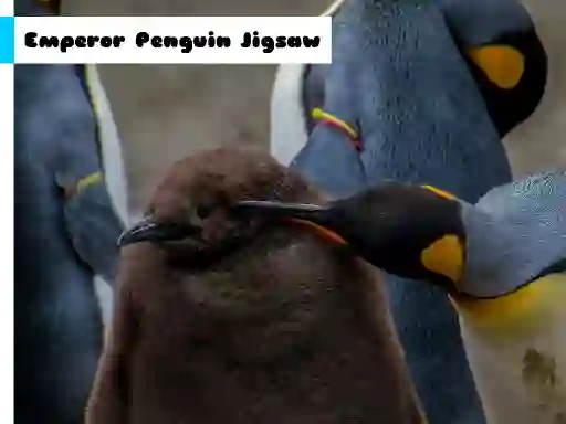 Spill Emperor Penguin Jigsaw online