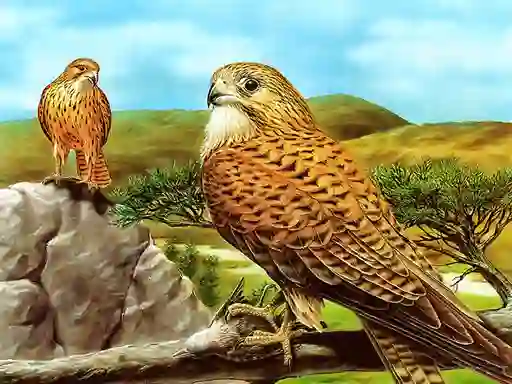 Spill Birds of Prey Slide online