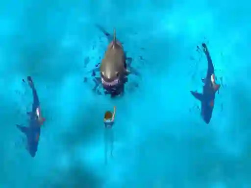 Spill Avoid the Sharks online