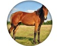 Spill Animal Quiz online