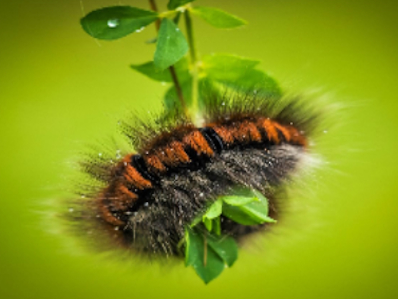 Spill Larve larva dyrepålegg online