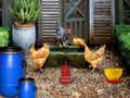 Spill Fjærkre Farm Påske Escape  online