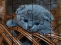 Spill Puslespill: katter  online
