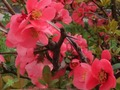 Spill Vårblomster: Skjulte objekter  online