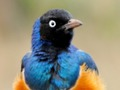 Spill Animal Puzzle: Wildlife & Logic online