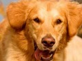 Spill Dog Spot forskjellen  online