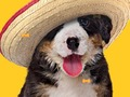 Spill Funny Dog: Hidden Bones  online