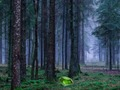 Spill Mystisk solnedgang i skogen  online