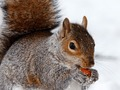 Spill Jigsaw Puzzle X-Mas online