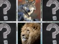 Spill Memory Match Jungle Animals online
