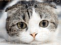 Spill Katter puster tid online