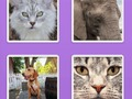 Spill Bilde Slider Animals  online