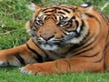 Spill Zoo Trivia online