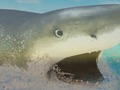 Spill La Shark online