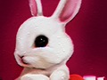 Spill Tilbake til skolen: Rabbit Coloring Book  online