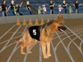 Spill Crazy Dog Racing Fever online