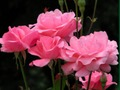 Spill Rosa roser  online