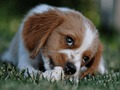 Spill Doggy Jigsaw online