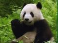 Spill Pandas Puzzle online