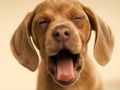 Spill Morsom Doggy  online