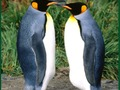 Spill Penguin Puzzle online