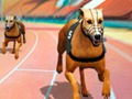 Spill Crazy Dog Racing Fever  online