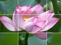 Spill Lotus blomster online
