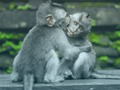 Spill Sjimpansee Jigsaw  online