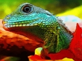 Spill Kinesisk vanndrage Jigsaw online