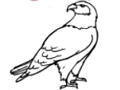 Spill Eagle Coloring Book online