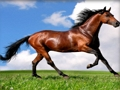 Spill Dyr Jigsaw Puzzle Horses  online